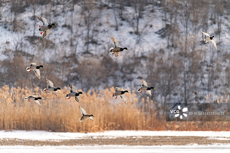 大雁在湖里自由游泳和结伴飞翔图片素材