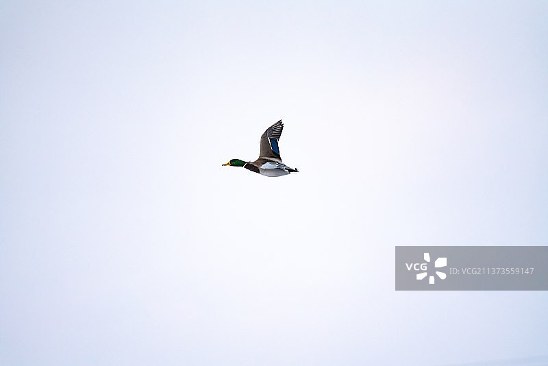 大雁在湖里自由游泳和结伴飞翔图片素材