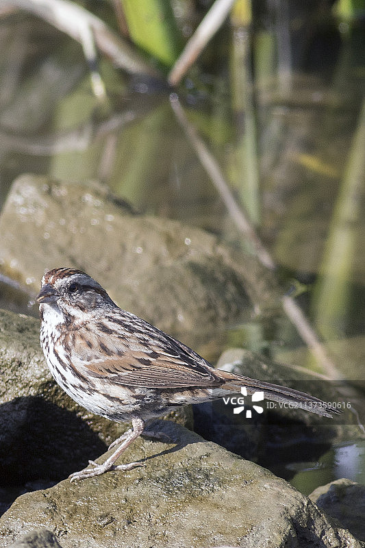 萨凡纳麻雀图片素材