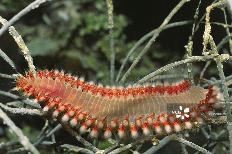 须状火虫图片素材
