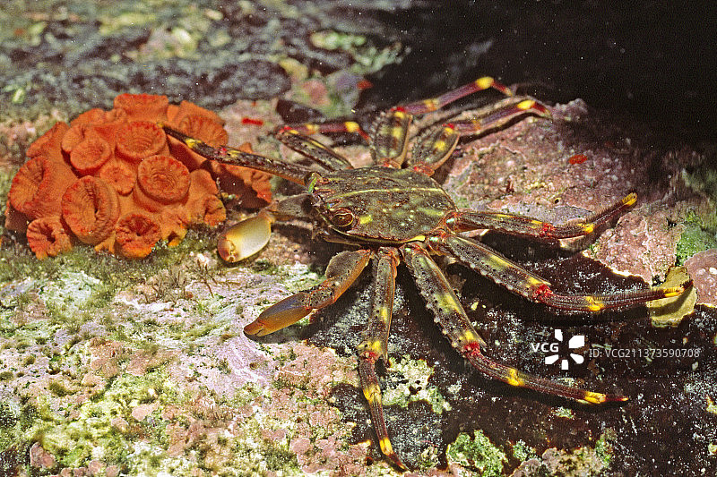 迅足石蟹图片素材