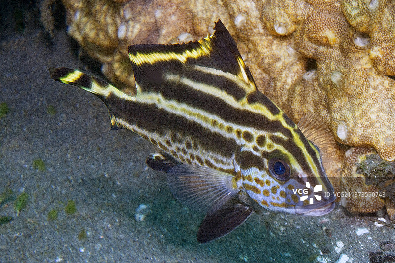 东方石鲈幼鱼图片素材