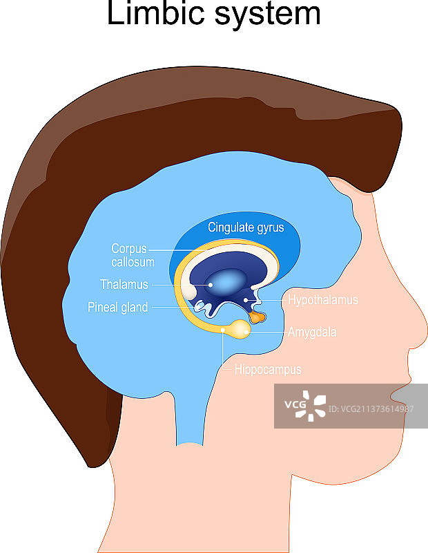 大脑神经节的边缘系统解剖结构图片素材