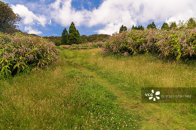留尼汪岛的荒野小路图片素材