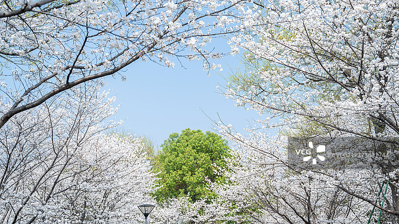 瓜渚湖樱花图片素材