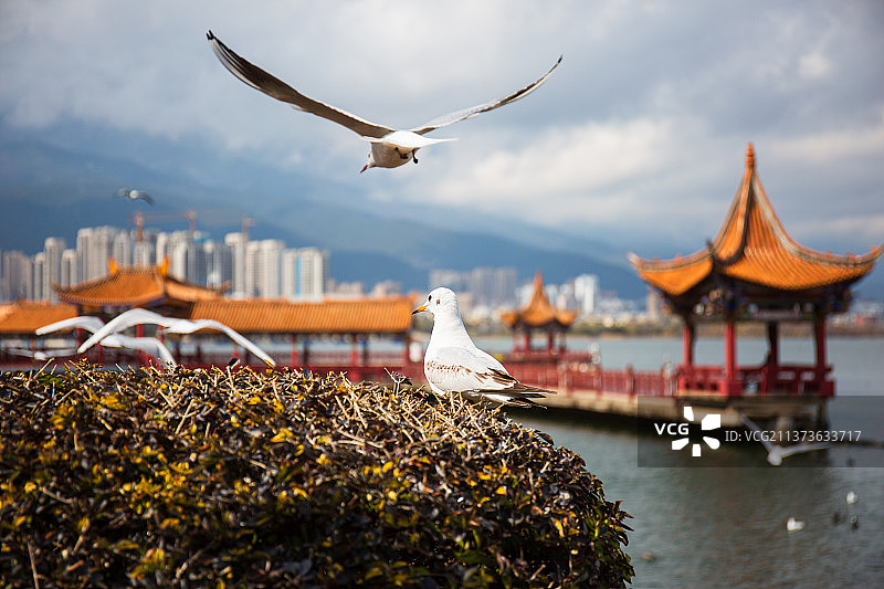 大理洱海公园的海鸥图片素材