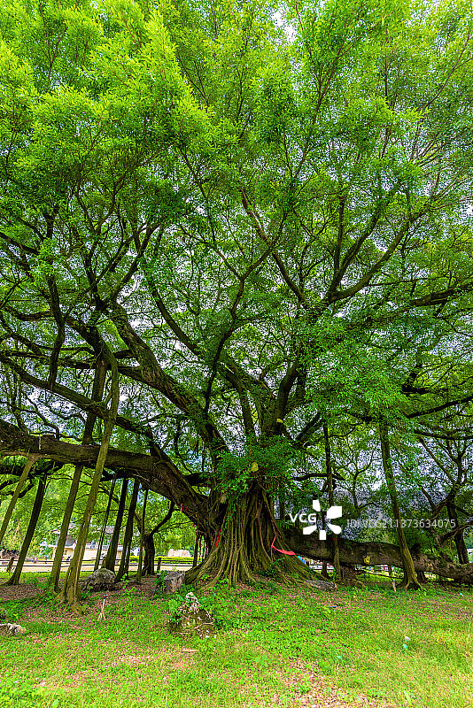 中国广西桂林阳朔十里画廊大榕树景区图片素材