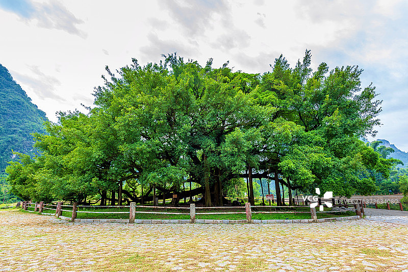 中国广西桂林阳朔十里画廊大榕树景区图片素材