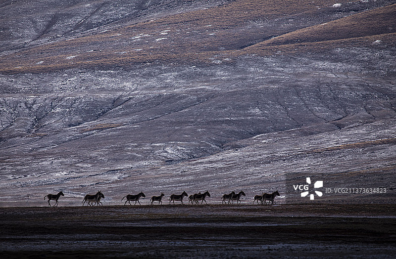 奔跑的野生动物，可可西里地区的藏野驴图片素材