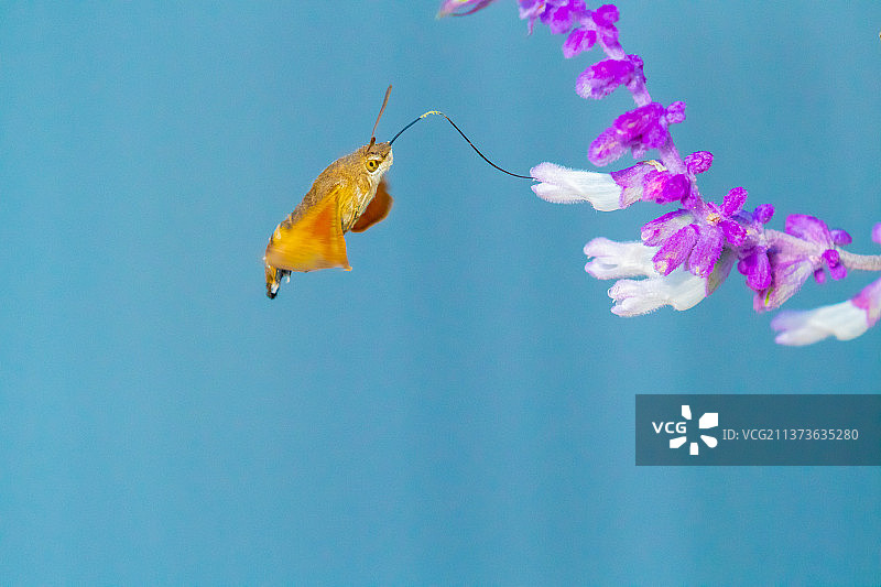 《长喙天蛾》摄于中国北京奥林匹克公园图片素材