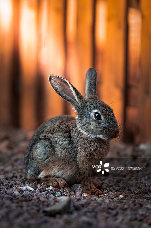 兔子坐在地上的特写镜头图片素材