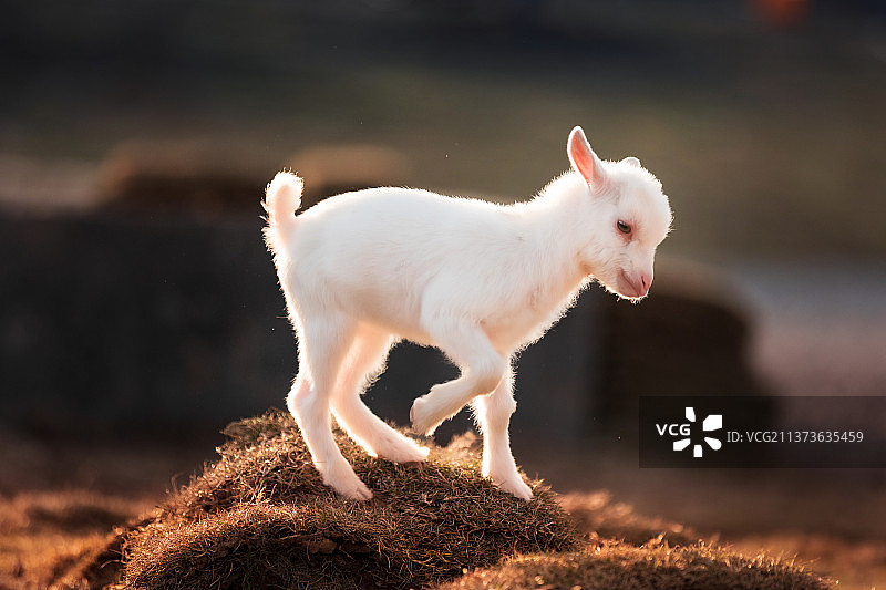 草地上的羊特写镜头图片素材