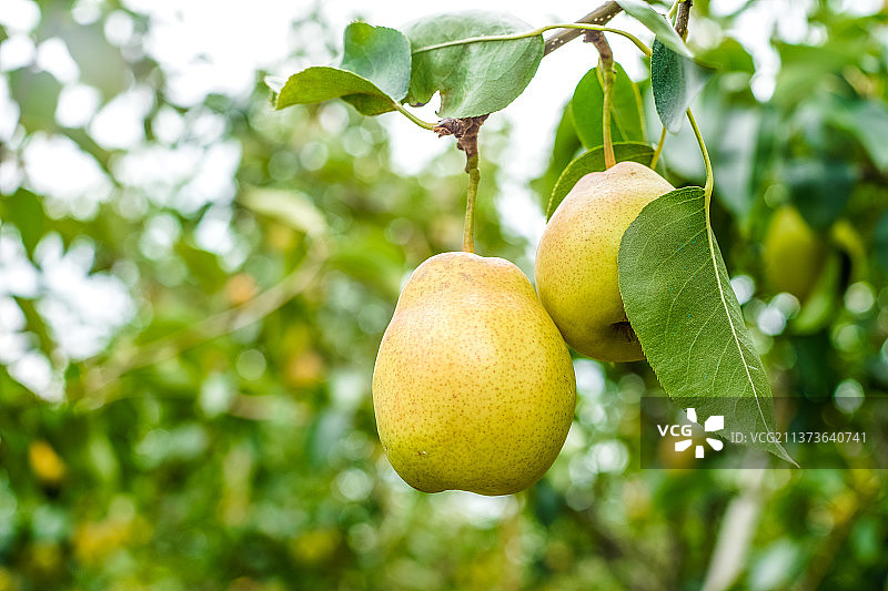 云南大理的梨和梨树图片素材