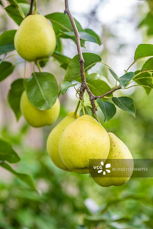 云南大理的梨和梨树图片素材
