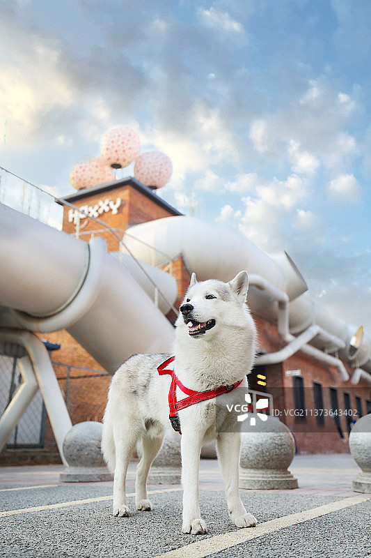 步行街上的哈士奇图片素材