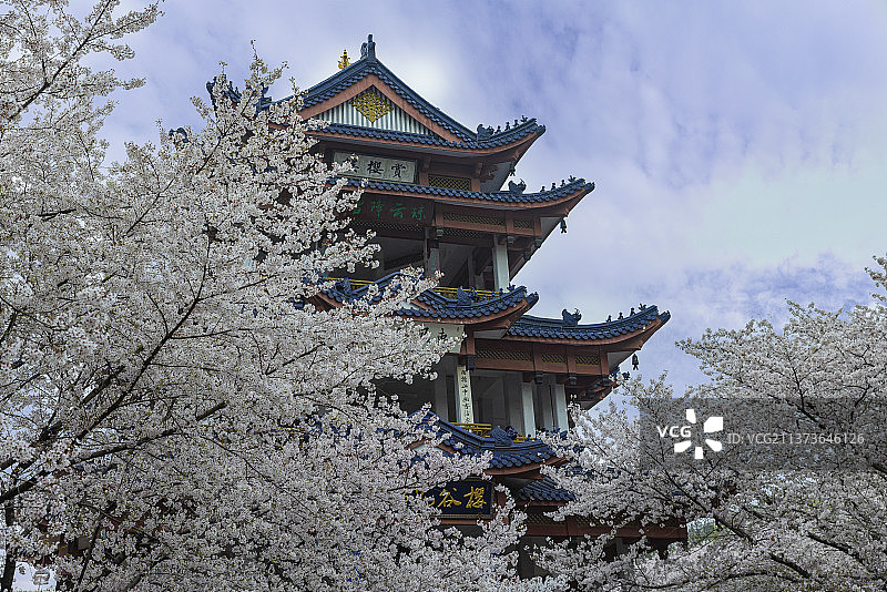 无锡鼋头渚赏樱楼樱花海图片素材