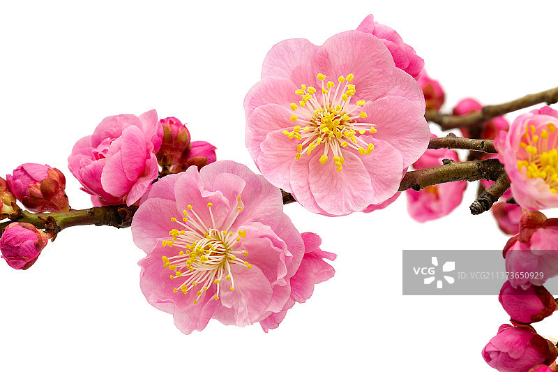 粉红色梅花特写图片素材