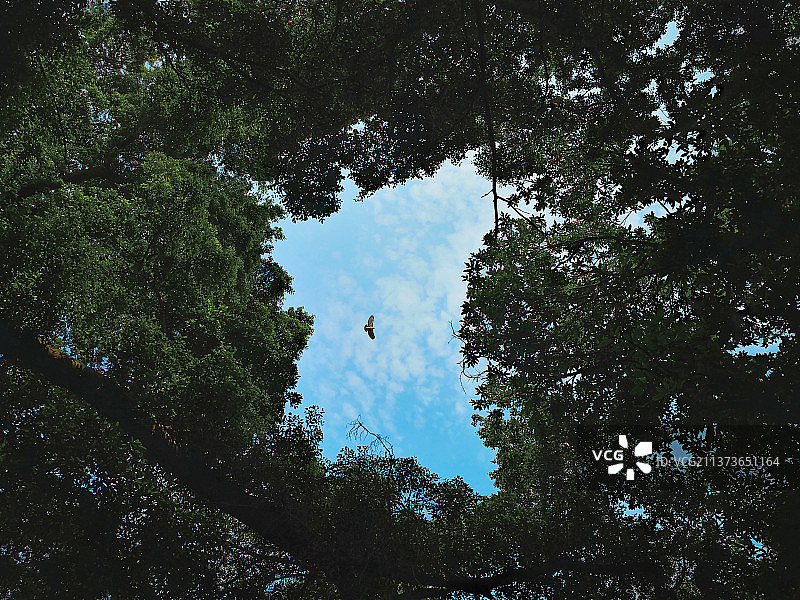 天空的翅膀图片素材