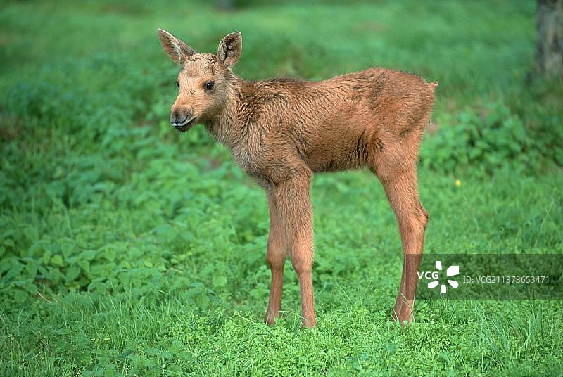 瑞典的驼鹿（侧面）图片素材