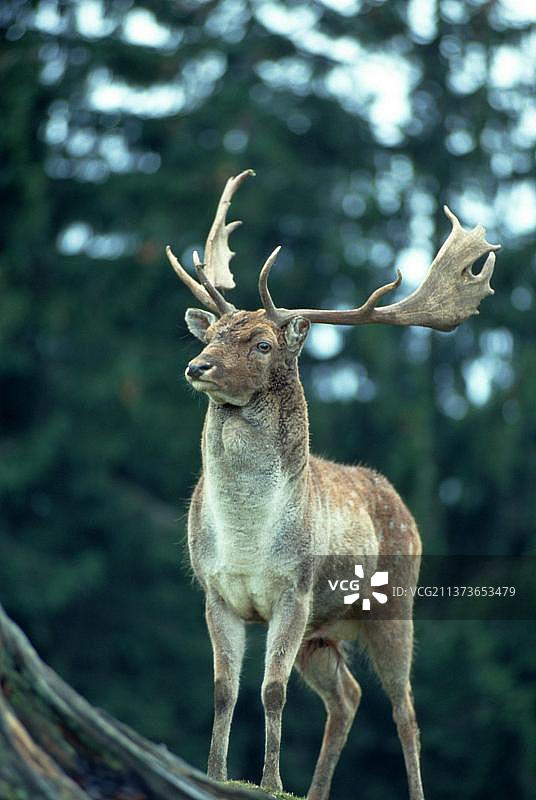 雄性黇鹿图片素材