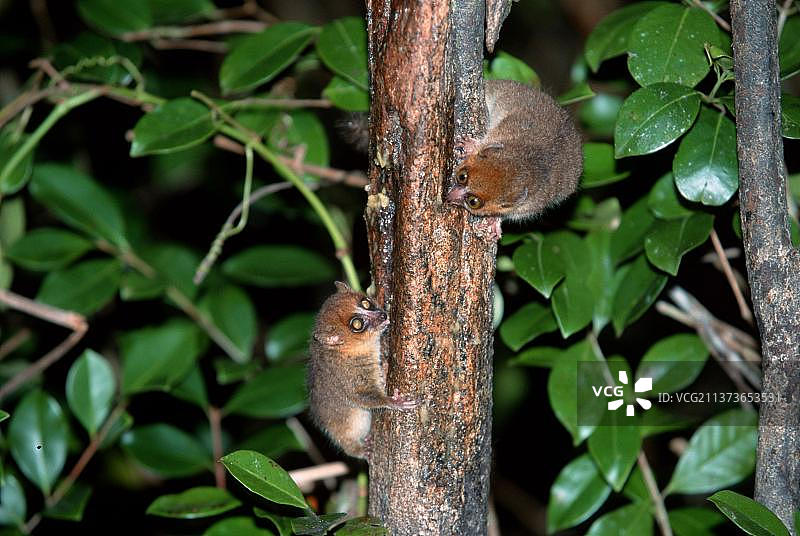 棕色鼠狐猴，马达加斯加拉诺马法纳图片素材