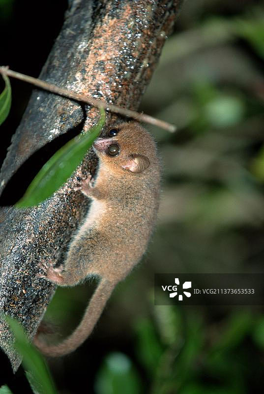 非洲马达加斯加拉诺马法纳的棕色小鼠狐猴图片素材