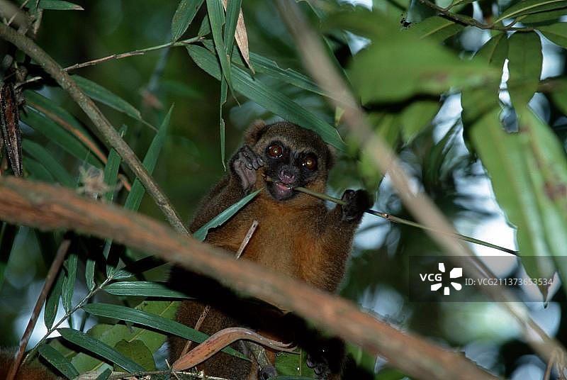 金色竹狐猴（Hapalemur aureus），非洲马达加斯加拉诺马法纳图片素材