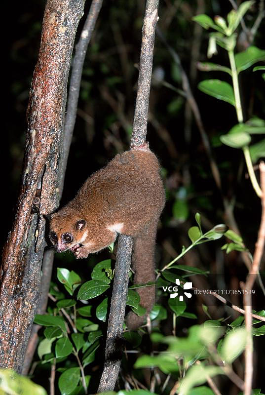 马达加斯加小鼠狐猴与肥尾鼠狐猴图片素材