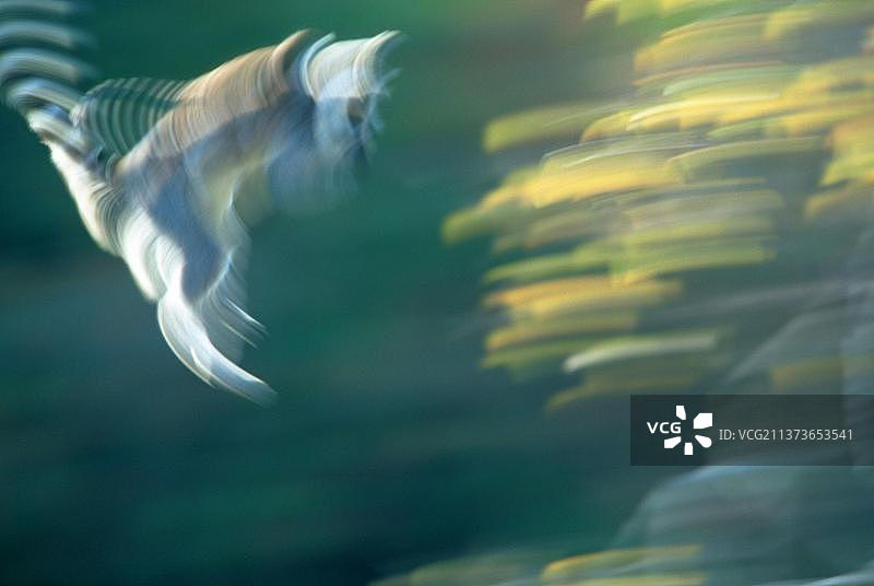 非洲马达加斯加环尾狐猴图片素材