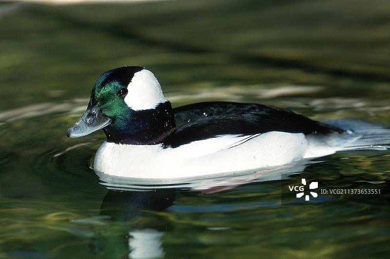 小绒球鸭图片素材