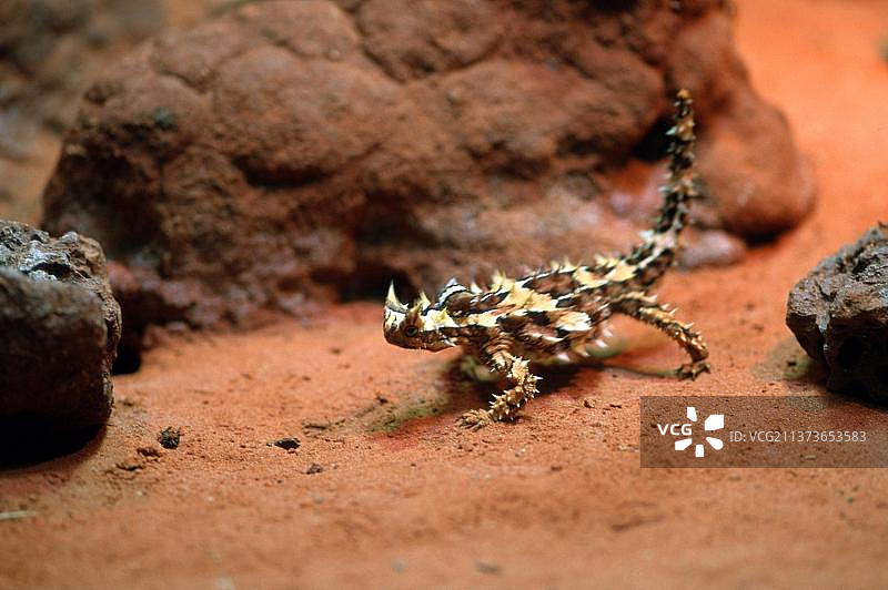 澳洲内陆多刺魔蜥图片素材