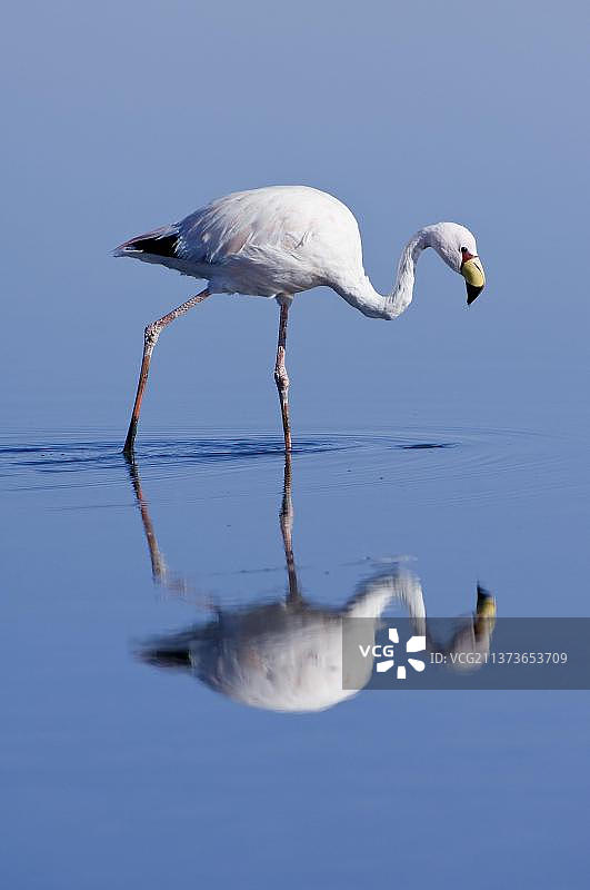 詹姆斯火烈鸟，阿塔卡马沙漠，智利，南美洲图片素材