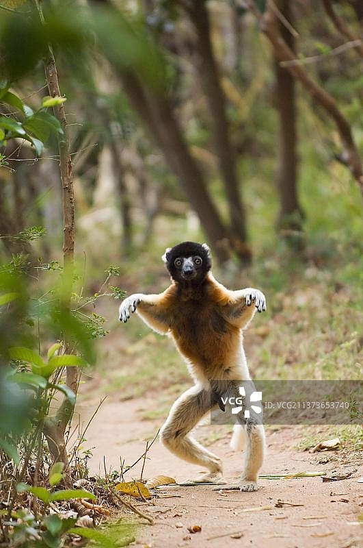 马达加斯加的皇冠冕狐猴图片素材