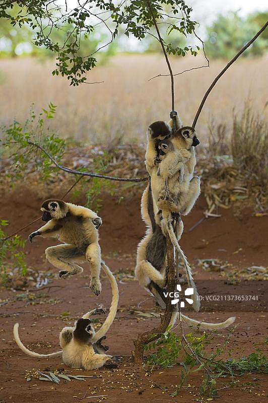 非洲马达加斯加贝伦蒂私人保护区的维氏冕狐猴图片素材