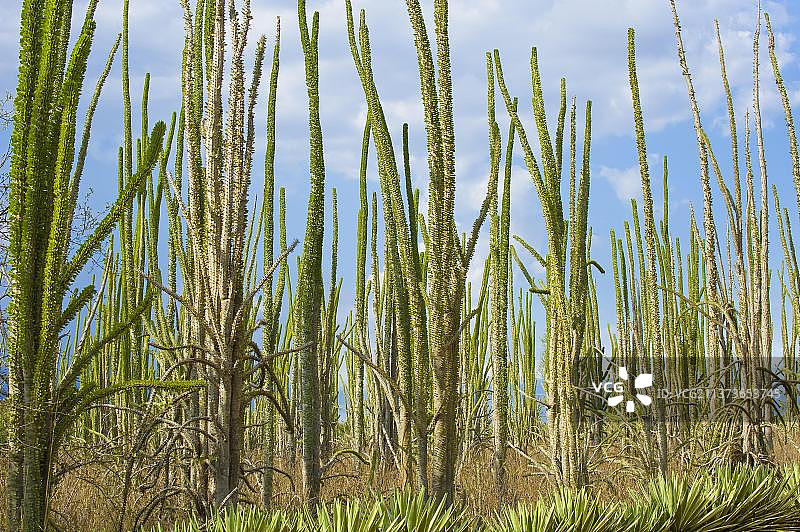 非洲马达加斯加的迪迪埃科图片素材