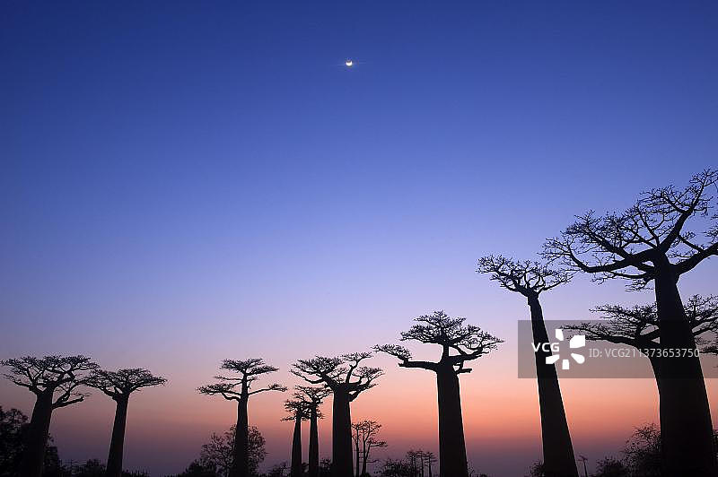 莫隆达瓦的猴面包树图片素材