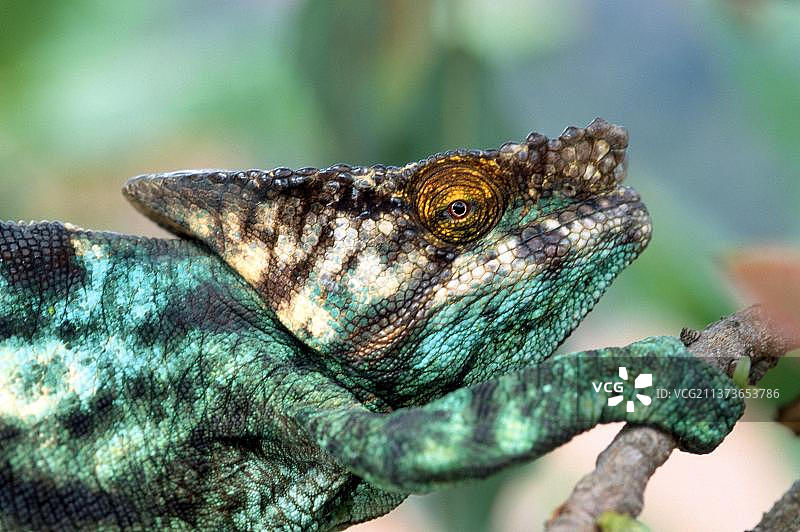 地毯变色龙（侧纹变色龙），雌性，马达加斯加图片素材