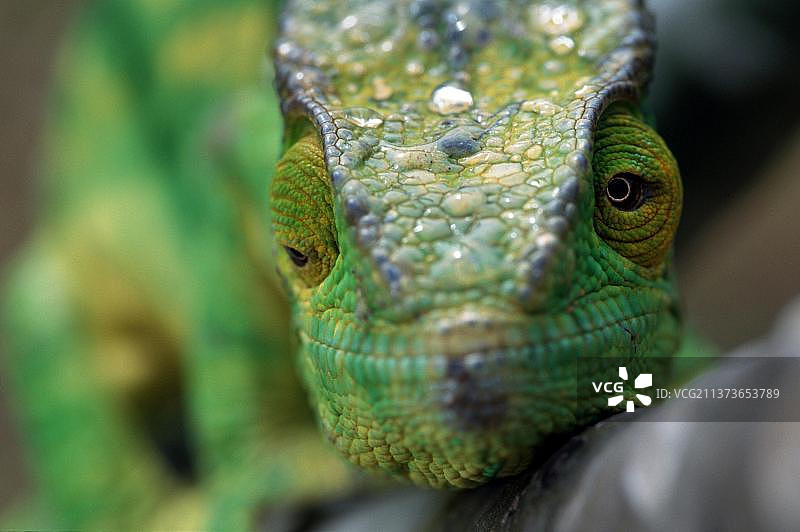 地毯变色龙（雄性），马达加斯加图片素材