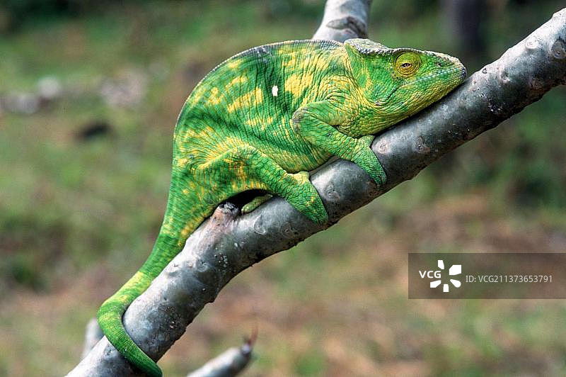 地毯变色龙（雄性），马达加斯加图片素材