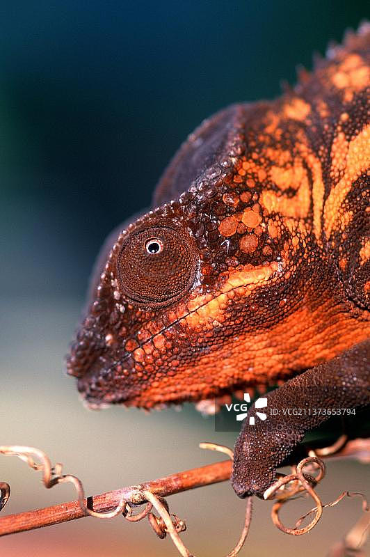 马达加斯加豹变色龙（侧面）图片素材