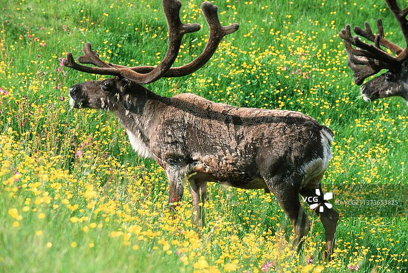 芬兰的驯鹿，欧洲的哺乳动物，有蹄类动物在户外草地景观中站立图片素材