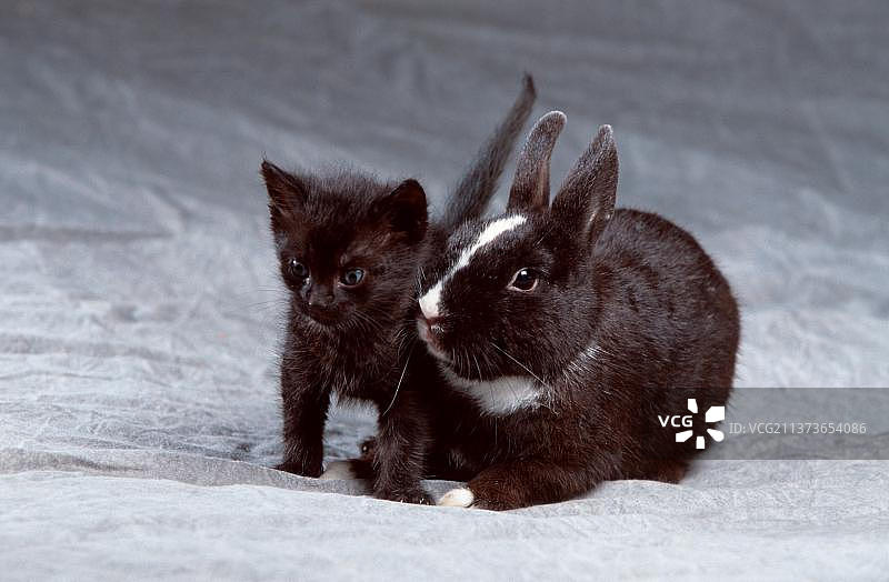 侏儒兔和小猫图片素材