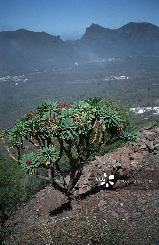 特内里费岛蒂诺山脉的龙血树，西班牙加那利群岛图片素材