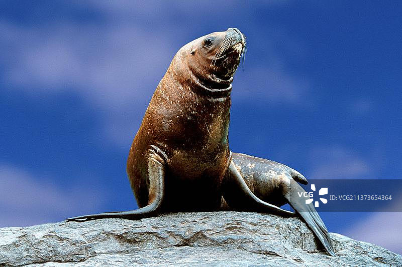 南美海狮图片素材