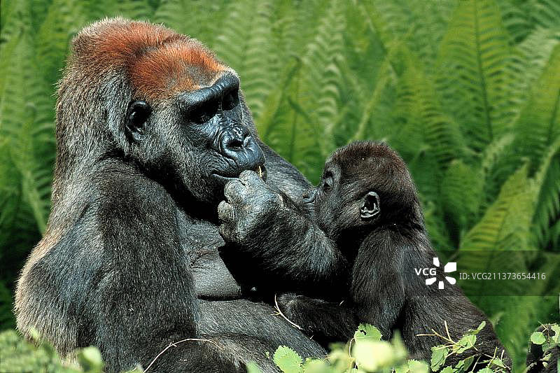 西方大猩猩，带着幼崽的雌性图片素材