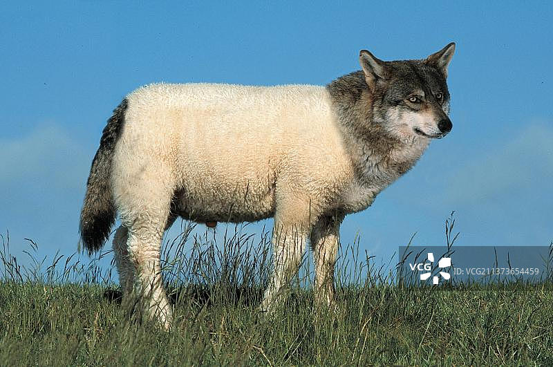 披着羊皮的狼 神话生物侧视图图片素材