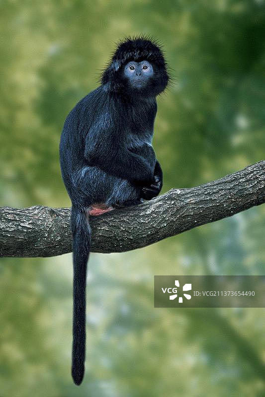 爪哇叶猴（金叶猴），[动物，树枝，户外，亚洲，亚洲，坐着，成年，哺乳动物，猴子，灵长类动物，竖版，黑色]图片素材