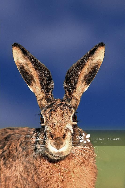 欧洲野兔图片素材