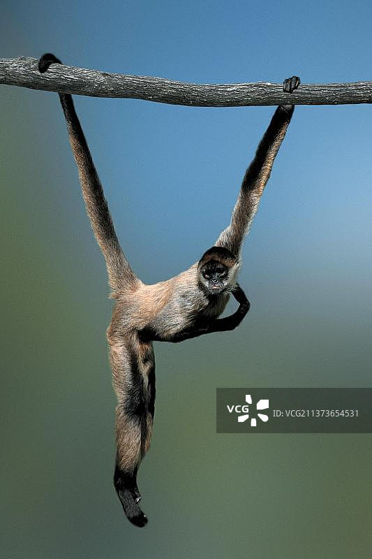 黑掌蜘蛛猴图片素材