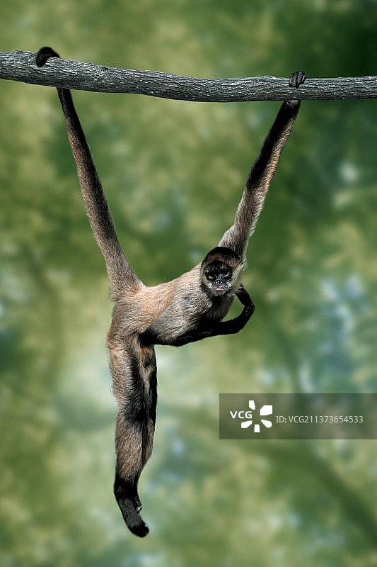 黑掌蜘蛛猴图片素材